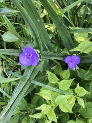 Tradescantia