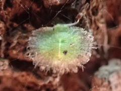 Nymphidae