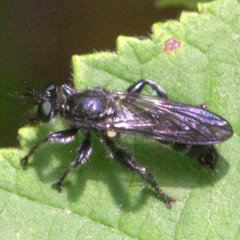 Laphria canis
