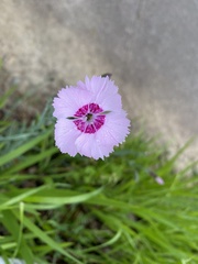 Dianthus chinensis