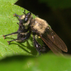 Laphria virginica
