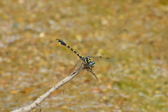 Paragomphus capricornis