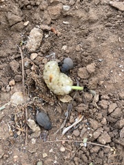 Phymatiotris quadricollis