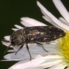 Acmaeodera tubulus