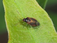 Ceratocapsus modestus