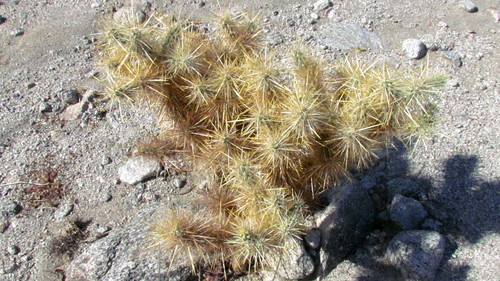 iNaturalist observation photo of Silver Cholla