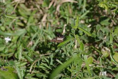 Amauris albimaculata