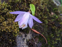 Pleione hookeriana