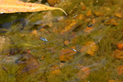Pseudagrion pruinosum