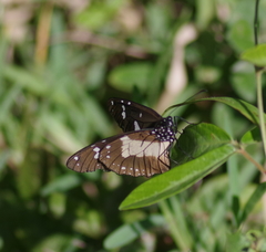 Amauris albimaculata