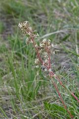 Ipomopsis spicata
