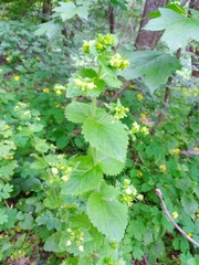 Scrophularia vernalis