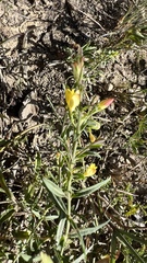 Menodora integrifolia