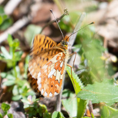 Boloria euphrosyne
