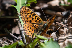 Boloria euphrosyne