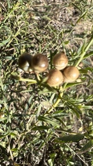 Menodora integrifolia