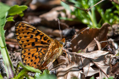 Boloria euphrosyne