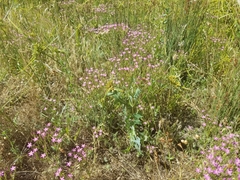 Zeltnera muehlenbergii