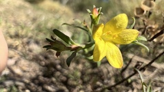 Menodora integrifolia