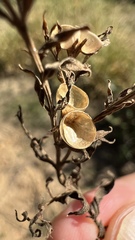 Menodora integrifolia