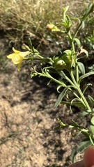 Menodora integrifolia
