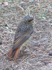 Common Redstart photo 5