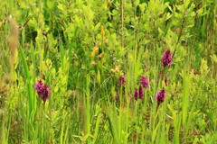 Dactylorhiza