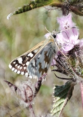 Muschampia cribrellum