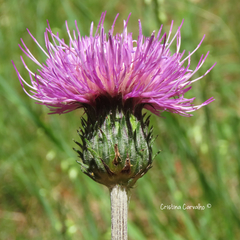 Cirsium filipendulum