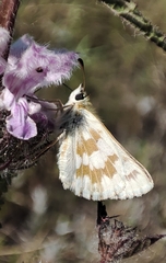 Muschampia cribrellum