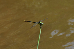 Nihonogomphus luteolatus