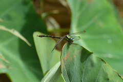 Nihonogomphus luteolatus