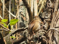 Troglodytes troglodytes