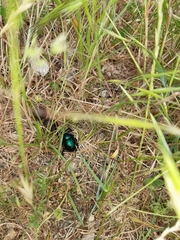 Trypocopris pyrenaeus