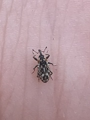 Cosmobaris scolopacea