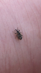 Cosmobaris scolopacea