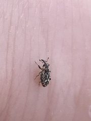 Cosmobaris scolopacea