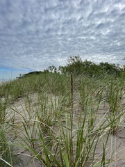 Ammophila champlainensis