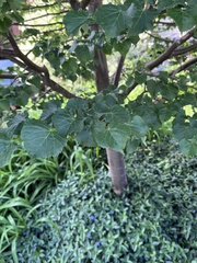 Tilia