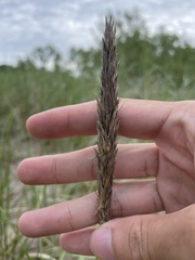 Ammophila champlainensis