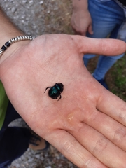 Trypocopris pyrenaeus