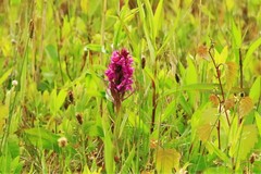 Dactylorhiza