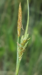 Carex livida