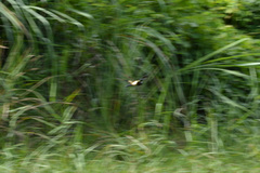 Chlorogomphus papilio