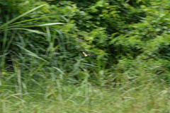 Chlorogomphus papilio