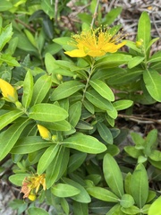 Hypericum frondosum
