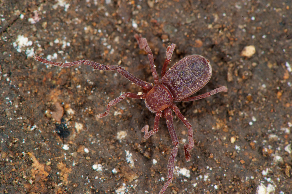 Ricinoidoidea