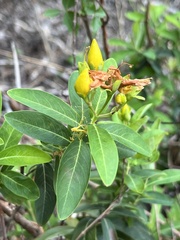 Hypericum frondosum