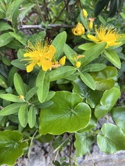 Hypericum frondosum
