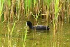 Fulica atra